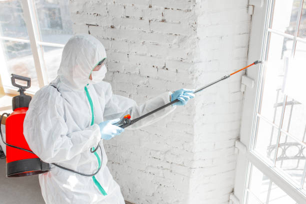 Best Mold Damage Restoration  in Olivarez, TX